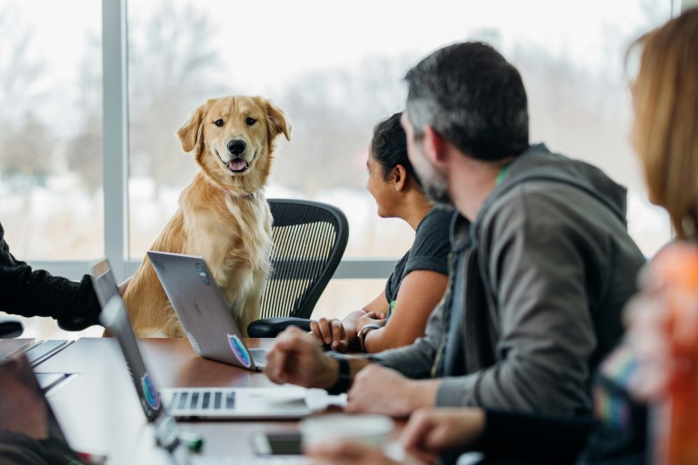 Dog sitting on a working desk at an office, people working on laptops being happy to look at the dog, representing dog friendly workspace.