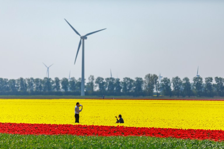 Vibrant Dutch tulip fields with large modern windmills in the background, symbolising how to arrange utilities and the strength of Netherlands utilities.